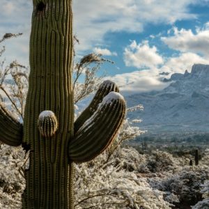 Winter Wonders in Tucson